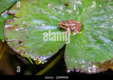 Issaquah, Washington, USA. Cascades Frosch (Rana cascadae) sitzt auf einer Lilienunterlage. Stockfoto