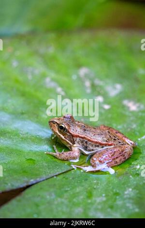 Issaquah, Washington, USA. Cascades Frosch (Rana cascadae) sitzt auf einer Lilienunterlage. Stockfoto