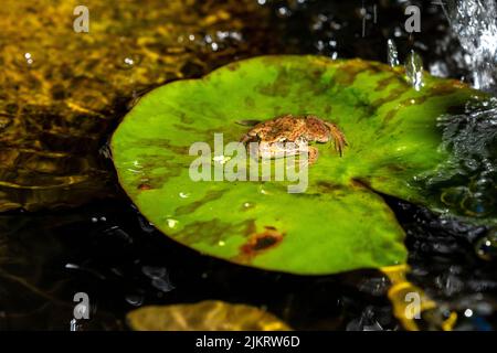 Issaquah, Washington, USA. Cascades Frosch (Rana cascadae) sitzt auf einer Lilienunterlage. Stockfoto