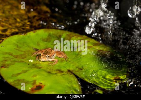 Issaquah, Washington, USA. Cascades Frosch (Rana cascadae) sitzt auf einer Lilienunterlage. Stockfoto