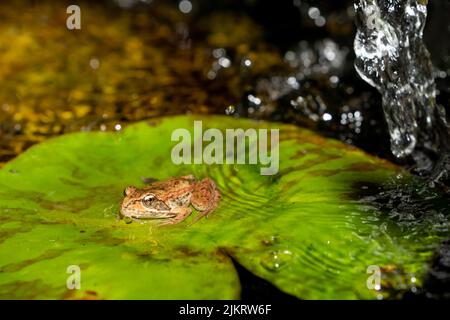 Issaquah, Washington, USA. Cascades Frosch (Rana cascadae) sitzt auf einer Lilienunterlage. Stockfoto