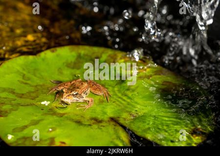 Issaquah, Washington, USA. Cascades Frosch (Rana cascadae) sitzt auf einer Lilienunterlage. Stockfoto