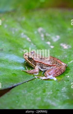 Issaquah, Washington, USA. Cascades Frosch (Rana cascadae) sitzt auf einer Lilienunterlage. Stockfoto