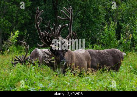 Drei Rentiere (Rangifer tarandus) mit riesigem Sommergeweih auf einer Wiese, Nordnorwegen Stockfoto