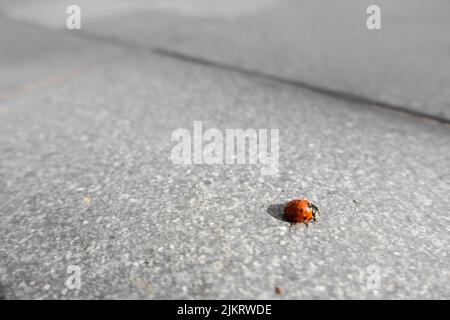 Eine isolierte Nahaufnahme von Marienkäfer (Coccinellidae) . Coccinelidae ist eine weit verbreitete Familie kleiner Käfer. Indien Stockfoto