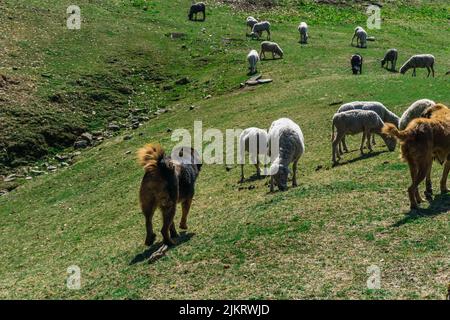 Uttarakhand, Indien. Ein großer, ausgewachsener, schwarz-brauner hirtenhund aus dem himalaya, der Schafe in den Bergen der Region des oberen himalaya in Indien bewacht Stockfoto