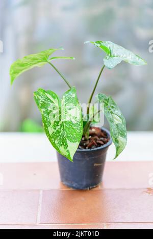 Syngonium Panda Galaxie im Topf Stockfoto