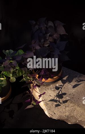 Designer-Blumentopf auf Stein mit schwarzem Hintergrund Stockfoto