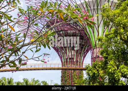 Nahansicht des Supertree Grove in Gardens by the Bay. 2022 Stockfoto