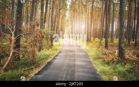 Asphaltweg im Wald, Sommer Natur Reisekonzept, Farbtonierung angewendet. Stockfoto
