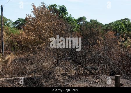 Nach dem Brand Pennington gemeinsame Dürre Juli 2022 Stockfoto