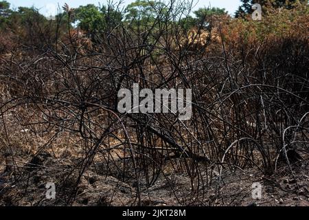 Nach dem Brand Pennington gemeinsame Dürre Juli 2022 Stockfoto