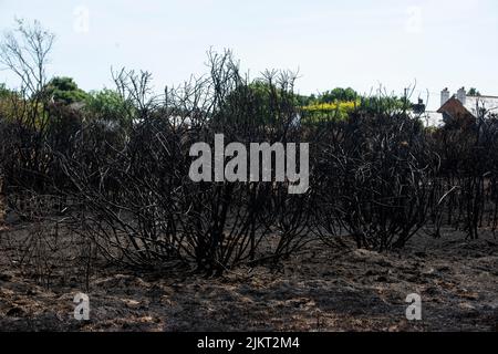 Nach dem Brand Pennington gemeinsame Dürre Juli 2022 Stockfoto