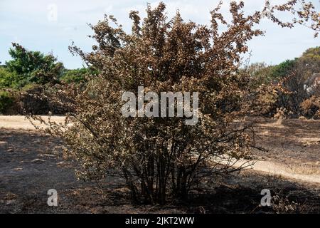 Nach dem Brand Pennington gemeinsame Dürre Juli 2022 Stockfoto