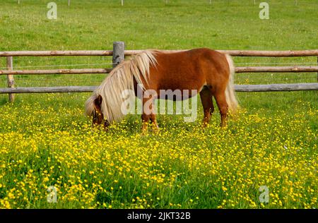 Ein blondes Palomono-Pony grast im bayerischen Steingaden neben Wieskirche, Allgäu oder Allga auf der Almwiese voller Frühlingsblumen Stockfoto