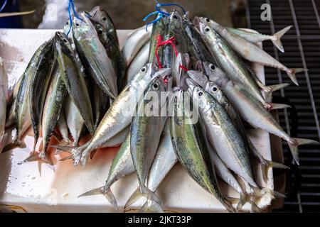 Ein Haufen indischer Makrelen (Rastrelliger kanagurta) fischt auf einem Marktstand in Victoria Town, Mahe, Seychellen. Stockfoto