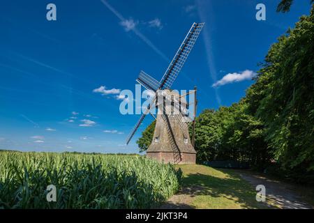 Deutschland, Ahaus, Westmuensterland, Münsterland, Westfalen, Nordrhein-Westfalen, NRW, Ahaus-Wuellen, Quantwick Mill, Windmühle, Maisanbau Stockfoto