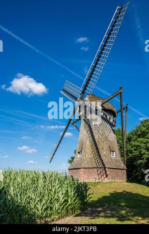 Deutschland, Ahaus, Westmuensterland, Münsterland, Westfalen, Nordrhein-Westfalen, NRW, Ahaus-Wuellen, Quantwick Mill, Windmühle, Maisanbau Stockfoto