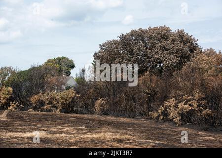 Nach dem Brand Pennington gemeinsame Dürre Juli 2022 Stockfoto