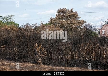 Nach dem Brand Pennington gemeinsame Dürre Juli 2022 Stockfoto