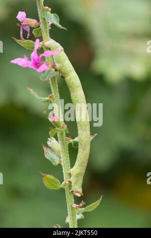 Panzermotte, Biston betularia, Looper Raupe am Stamm der Purple Loosestrife, Lythrum salicaria, Sussex, Großbritannien, August Stockfoto