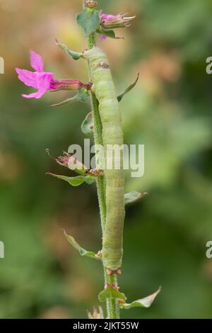 Panzermotte, Biston betularia, Looper Raupe am Stamm der Purple Loosestrife, Lythrum salicaria, Sussex, Großbritannien, August Stockfoto