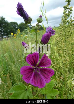 Malva sylvestris oder gewöhnliche Malve auf einer Wiese. Es ist eine kräftige Pflanze mit auffälligen Blüten von hellem Malve-Purpur, mit dunklen Adern, die 1 Meter in der Höhe stehen Stockfoto