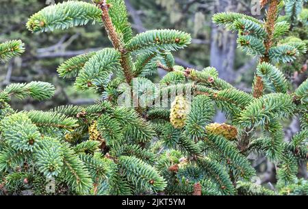 Sitka Fichte 'Picea sitchensis', Äste, reife weibliche Zapfen, Nadelbaum, immergrüner Baum. Stockfoto