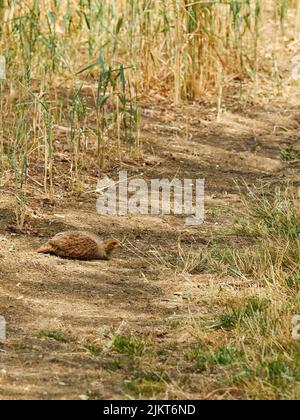 Ein weibliches graues Rebhuhn ruht im Schatten zwischen Pflanzenstielen auf einem schattengestreiften, sonnendurchfluteten Pfad durch ein Weizenfeld. Stockfoto