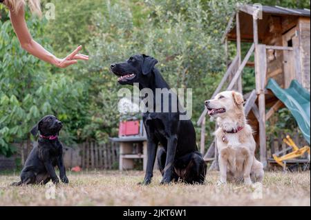 Die weibliche Hundetrainerin zeigt ihren drei Hunden, labrador Retriever und einer gemischten Rasse, die auf Befehl sitzen, eine Handbewegung. Stockfoto