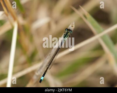 Ein ungewöhnlicher Blick auf eine Blauschwanzdamselfly, von direkt oben gesehen, während sie auf einem Grashalm in der britischen Landschaft ragt. Stockfoto