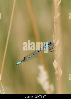 Ein weiches, sommerliches Porträt einer gewöhnlichen blauen Damselfliege, die auf einem federleichten Grasstiel thront, während sie in einer sanften Brise weht. Stockfoto