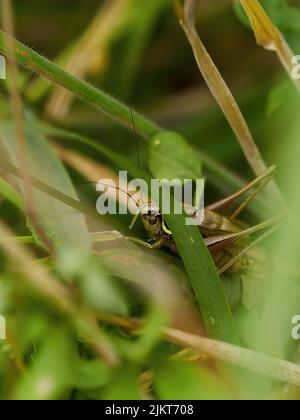 Ein gut getarnter Busch-Cricket riskiert einen vorsichtigen Blick aus dem Gewirr von Grashalmen und Unterholz. Stockfoto