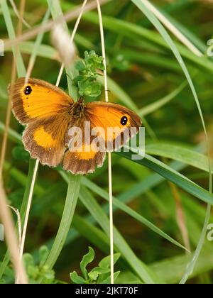 Ein farbenfroher Schmetterling des Gatekeepers, die Flügel geöffnet, ruht auf einem Grashalm inmitten des Waldunterwuchses. Stockfoto