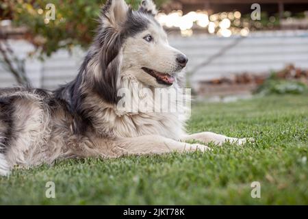 Ein schöner sibirischer Husky Hund liegt in der warmen Jahreszeit auf einem grünen Rasen. Nahaufnahme Stockfoto