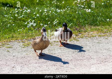 Zwei Stockenten an einem sonnigen Tag zu Fuß Stockfoto