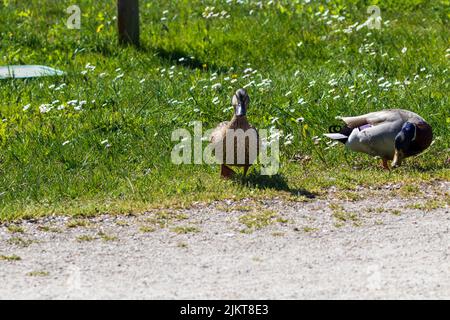 Eine Nahaufnahme von Enten auf grünem Feld mit dem Dandelion am Morgen Stockfoto