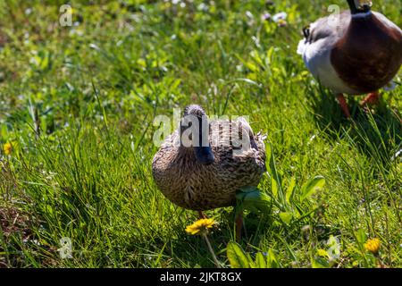 Zwei Stockenten an einem sonnigen Tag Stockfoto