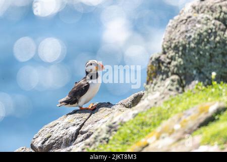 Eine Nahaufnahme eines Papageitauchvogels, der auf einem Küstenfelsen vor einem Bokeh-Hintergrund steht Stockfoto