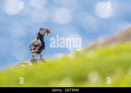 Eine Nahaufnahme eines Papageitauchvogels, der auf einem Küstenfelsen sitzend ist Stockfoto