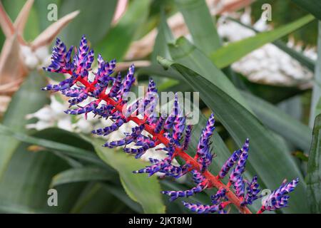 Eine selektive Fokusaufnahme einer Bromeliadblume des Blauen Tango Stockfoto