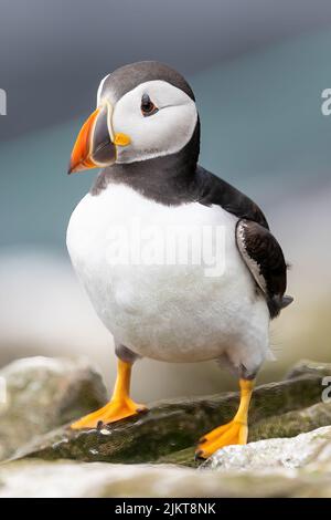 Eine Nahaufnahme eines Papageitauchvogels, der auf einem Küstenfelsen sitzend ist Stockfoto