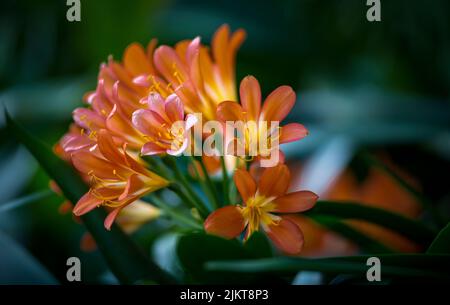 Eine selektive Fokusaufnahme von Natal Lily Flowers Stockfoto