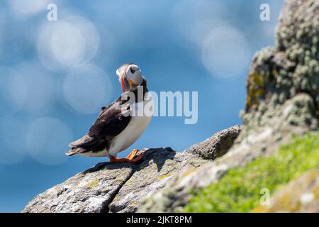 Eine Nahaufnahme eines Papageitauchvogels, der auf einem Küstenfelsen sitzend ist Stockfoto