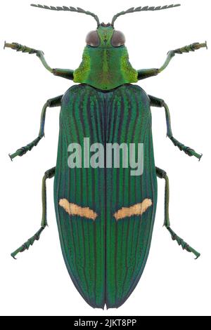 Käferarten Catoxanta opulenta opulenta. Stockfoto