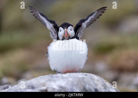 Eine Nahaufnahme eines Papageitauchvogels, der auf einem Küstenfelsen sitzend ist Stockfoto