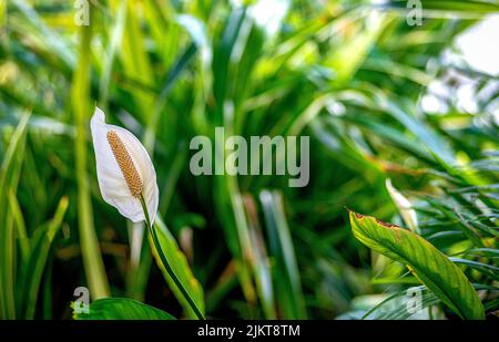Eine selektive Fokusaufnahme einer blühenden weißen Spathiphyllum-Blume im Garten Stockfoto
