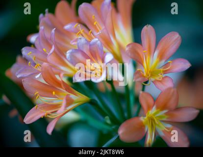 Eine selektive Fokusaufnahme von Natal Lily Flowers Stockfoto