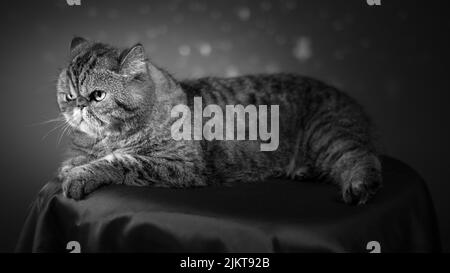 Eine Graustufenaufnahme einer schönen schottischen Katze im Studio Stockfoto