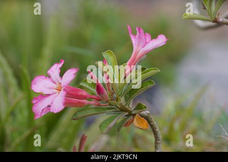 Eine Nahaufnahme von Wüstenrosen Stockfoto